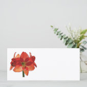 Orange Hippeastm Amaryllis (Stehend Vorderseite)