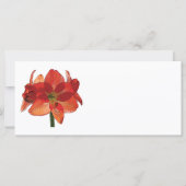 Orange Hippeastm Amaryllis (Vorderseite)