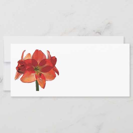 Orange Hippeastm Amaryllis (Vorderseite)