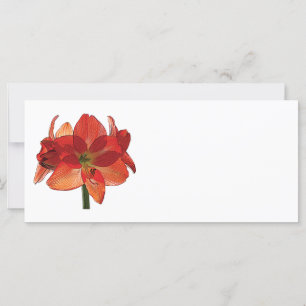 Orange Hippeastm Amaryllis