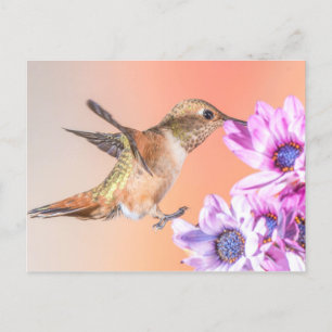 Orange Hummingbird & Purple Flowers Postkarte