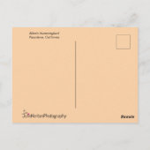 Orange Hummingbird & Purple Flowers Postkarte (Rückseite)