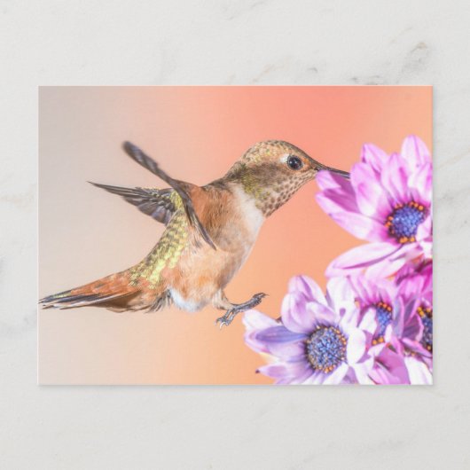 Orange Hummingbird & Purple Flowers Postkarte (Vorderseite)