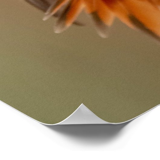 Orange Hummingbird & Ruffled Feathers Poster (Ecke)