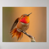 Orange Hummingbird & Ruffled Feathers Poster (Vorne)