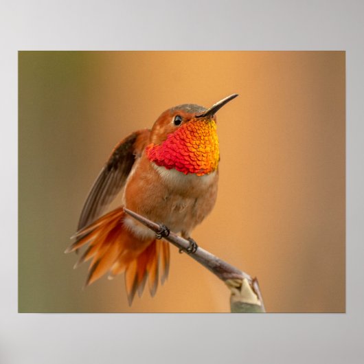 Orange Hummingbird & Ruffled Feathers Poster (Vorne)