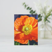 Orange Icelandic Poppy Fotografie Postkarte (Stehend Vorderseite)