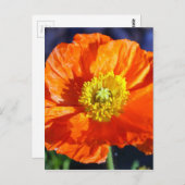 Orange Icelandic Poppy Fotografie Postkarte (Vorne/Hinten)