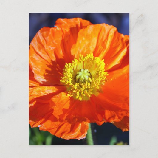 Orange Icelandic Poppy Fotografie Postkarte (Vorderseite)