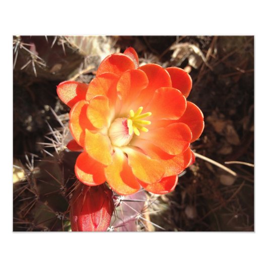 Orange Igel Cactus Blume Foto (Vorne)