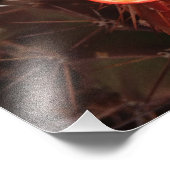 Orange Igel Cactus Blume Foto (Ecke)