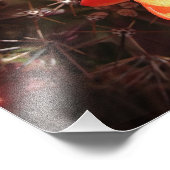 Orange Igel Cactus Blume Foto Print (Ecke)