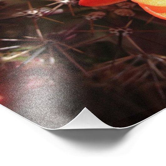 Orange Igel Cactus Blume Foto Print (Ecke)