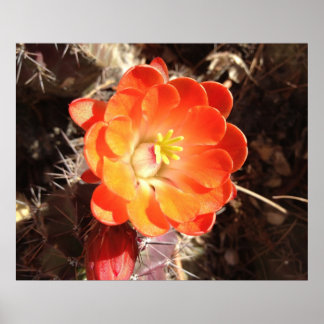 Orange Igel Cactus Blume Poster