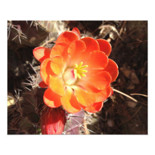 Orange Igels-Kaktus-Blumen-Fotodruck Fotodruck