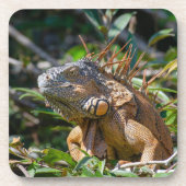 Orange Iguana, Belize Wilderness Getränkeuntersetzer (Vorderseite)