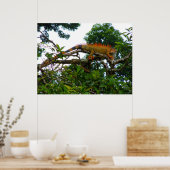 Orange Iguana Poster (Küche)