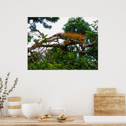 Orange Iguana Poster (Küche)