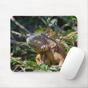 Orange Iguana, Wildlife Lizard Fotografie Mousepad