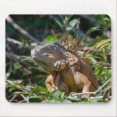 Orange Iguana, Wildlife Lizard Fotografie Mousepad (Vorne)
