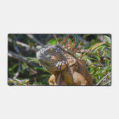 Orange Iguana, Wildlife Lizard Fotografie Schreibtischunterlage (Vorderseite)