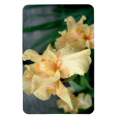 Orange Ire in einem Sommergarten Magnet (Vertikal)