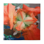 Orange Iris Blume Tile Fliese (Vorderseite)