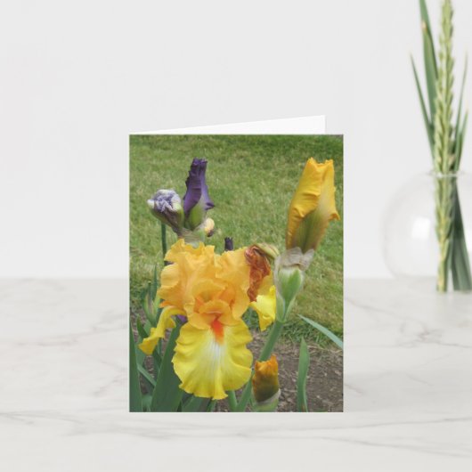 Orange Iris Kleine Note Karte (Vorderseite)