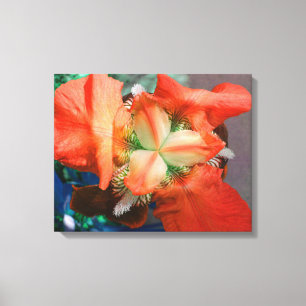 Orange Iris Leinwand
