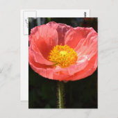 Orange Island Poppy II Postkarte (Vorne/Hinten)