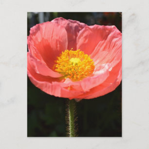 Orange Island Poppy II Postkarte