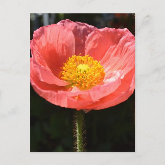 Orange Island Poppy II Postkarte (Vorderseite)