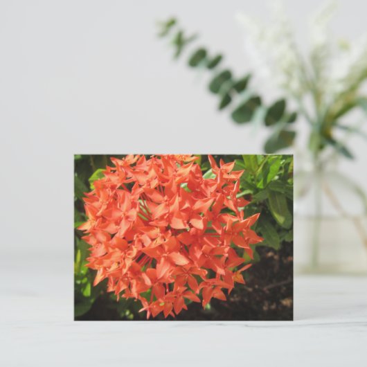 Orange Ixora Blume Postkarte (Stehend Vorderseite)
