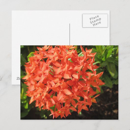 Orange Ixora Blume Postkarte (Vorne/Hinten)