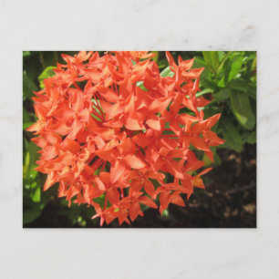 Orange Ixora Blume Postkarte