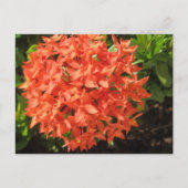 Orange Ixora Blume Postkarte (Vorderseite)