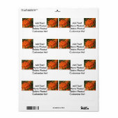 Orange Ixora Pflanze (Vorne)