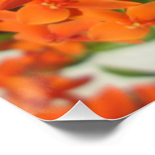 Orange Ixora Pflanze Poster (Ecke)