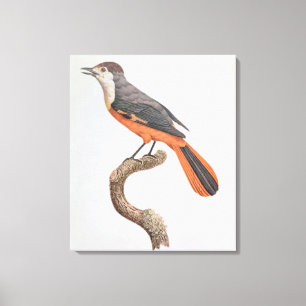 Orange Jay Leinwanddruck