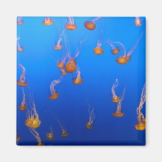 Orange Jellyfish Magnet (Vorne)