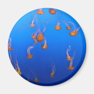 Orange Jellyfish Magnet