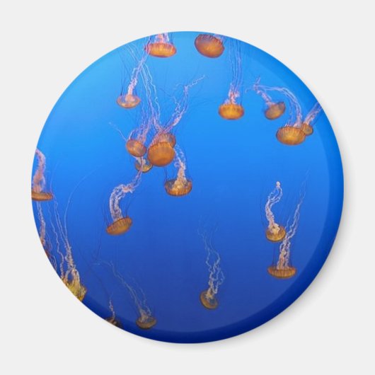 Orange Jellyfish Magnet (Vorne)