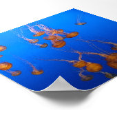 Orange Jellyfish Poster (Ecke)
