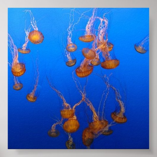 Orange Jellyfish Poster (Vorne)