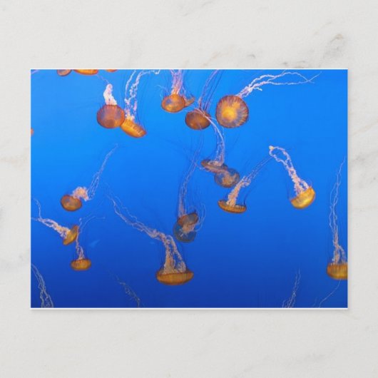 Orange Jellyfish Postkarte (Vorderseite)