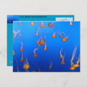 Orange Jellyfish Postkarte (Vorne/Hinten)