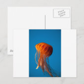 Orange Jellyfish Postkarte (Vorne/Hinten)