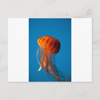 Orange Jellyfish Postkarte