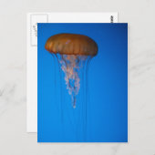 Orange Jellyfish Postkarte (Vorne/Hinten)