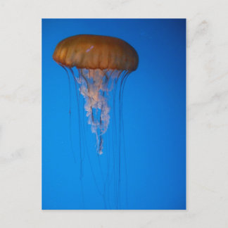 Orange Jellyfish Postkarte